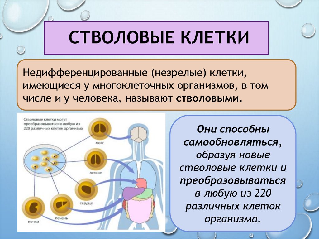 стволовые клетки
