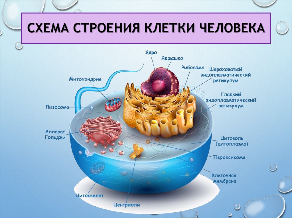 Схема строения клетки человека