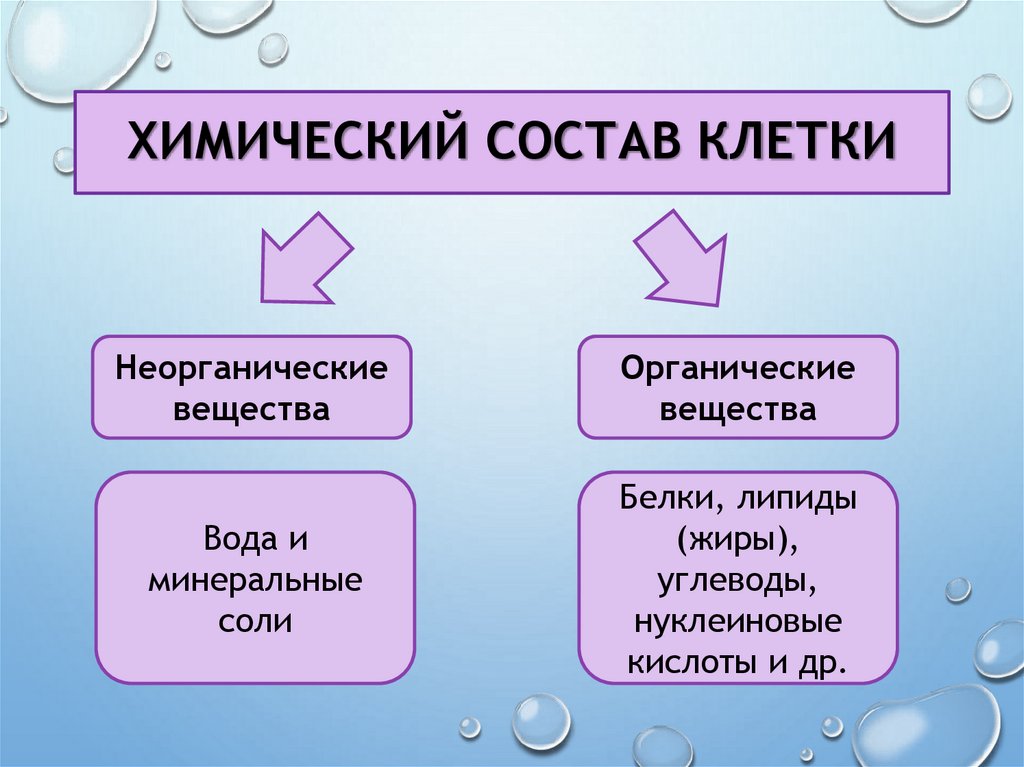 Химический состав клетки