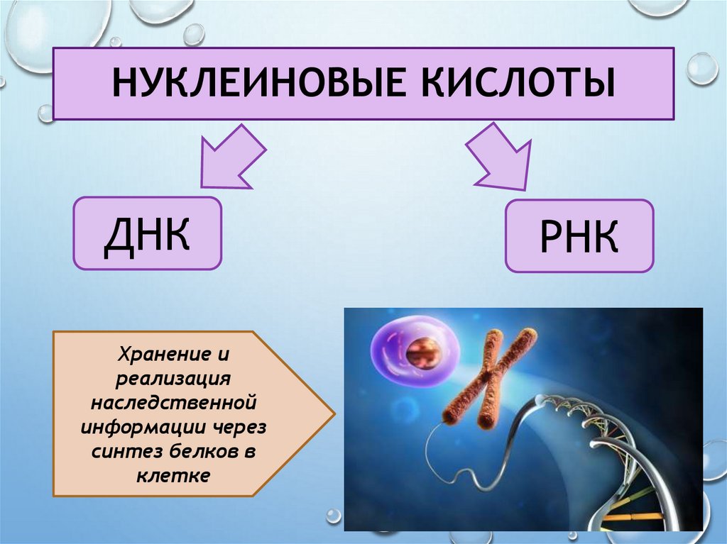 НУКЛЕИНОВЫЕ КИСЛОТЫ