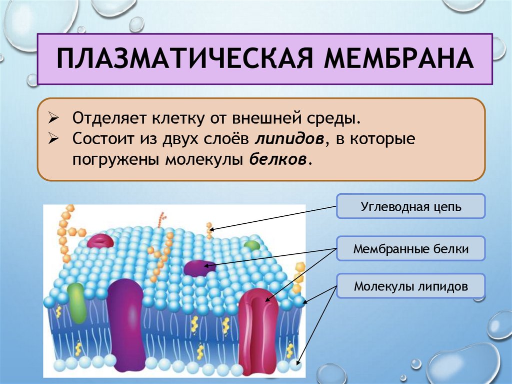 Плазматическая мембрана