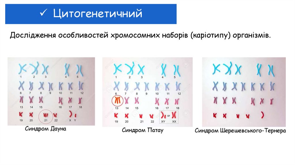 Цитогенетичний