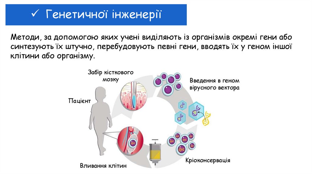 Генетичної інженерії