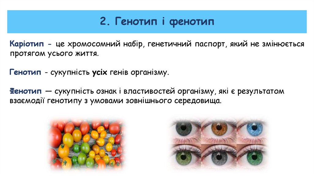 2. Генотип і фенотип