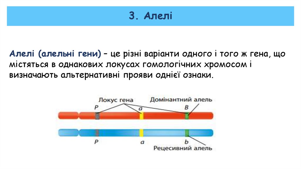 3. Алелі