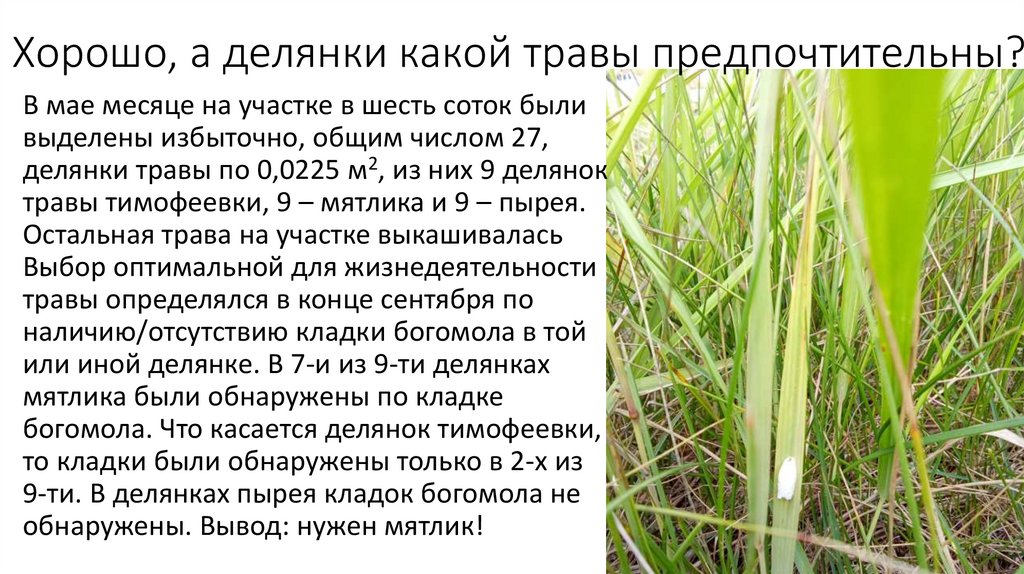 Хорошо, а делянки какой травы предпочтительны?