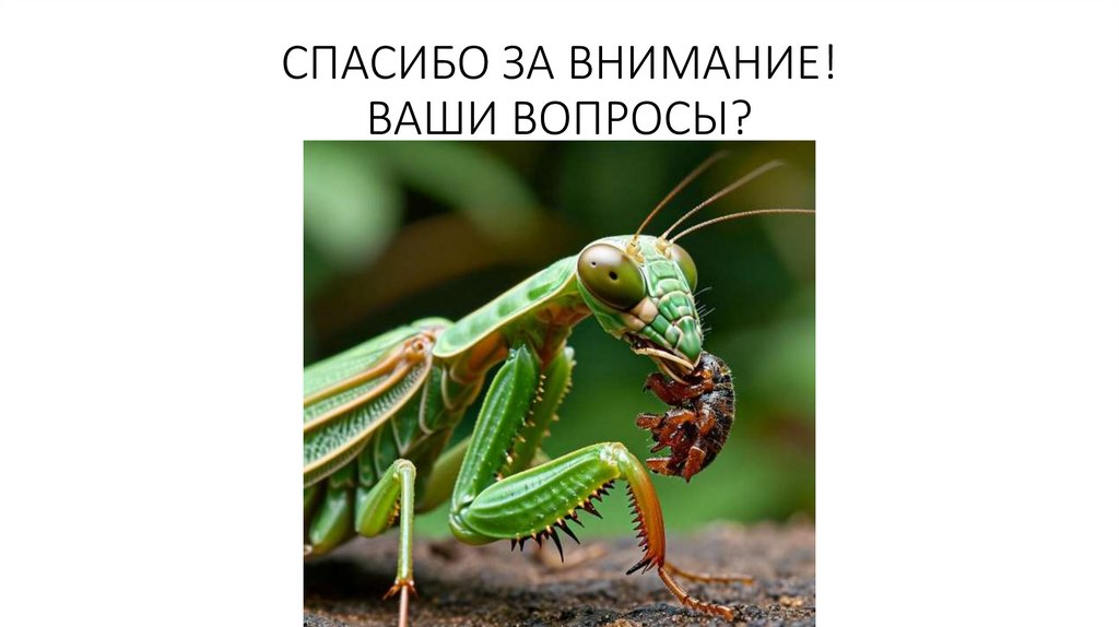 СПАСИБО ЗА ВНИМАНИЕ! ВАШИ ВОПРОСЫ?