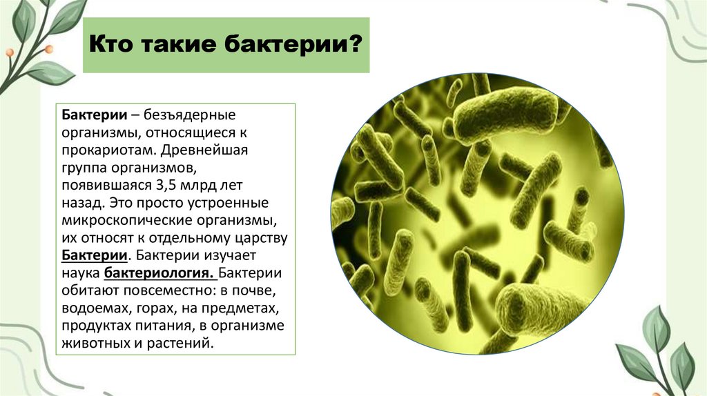 Кто такие бактерии?