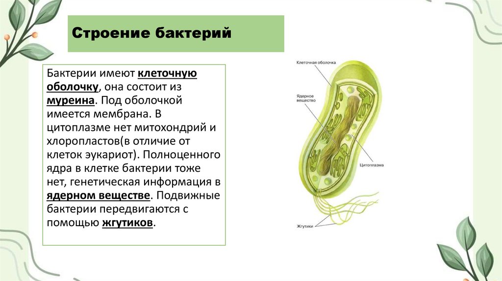 Строение бактерий