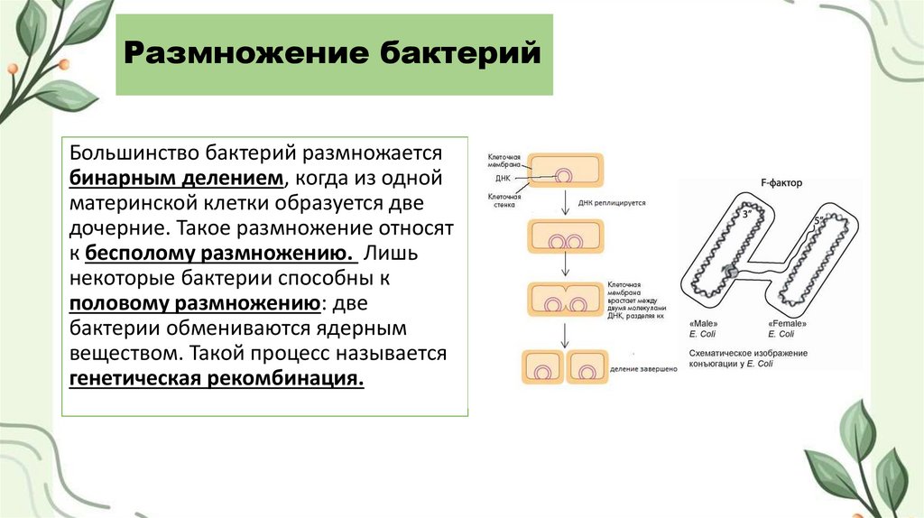 Размножение бактерий