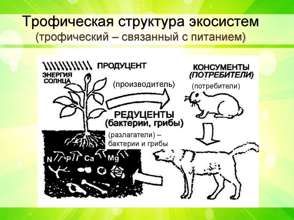 Трофическая структура экосистем (трофический – связанный с питанием)