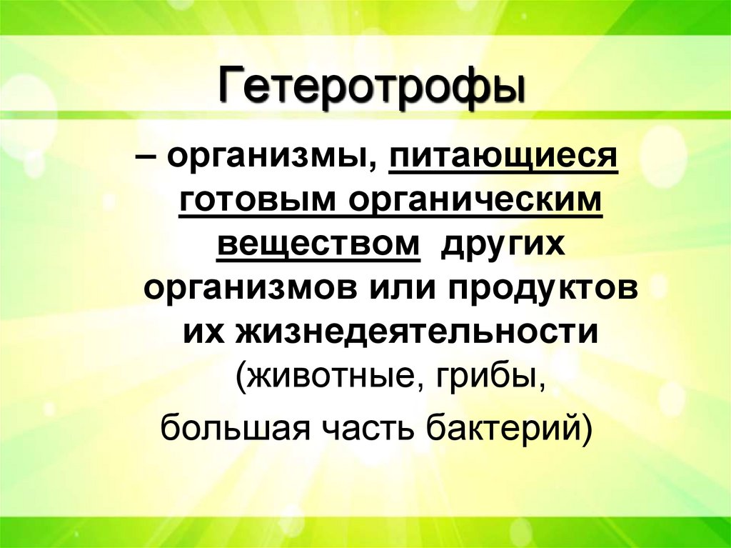 Гетеротрофы
