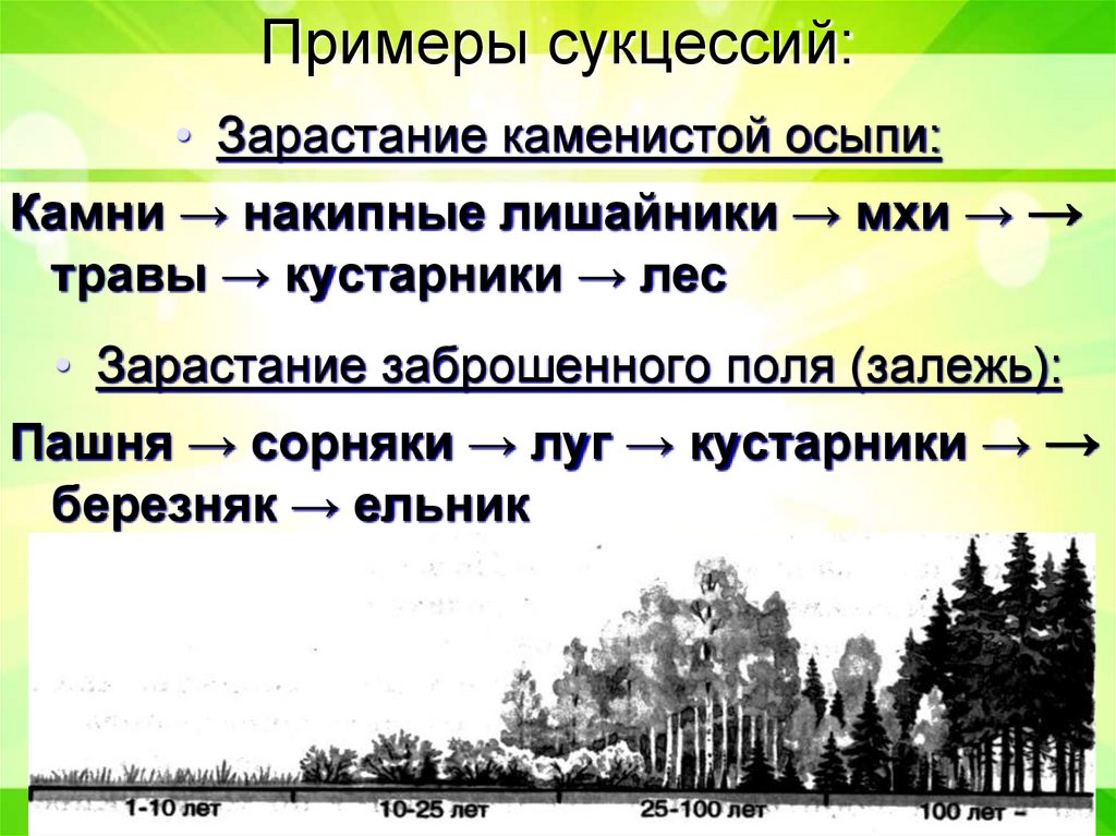 Примеры сукцессий: