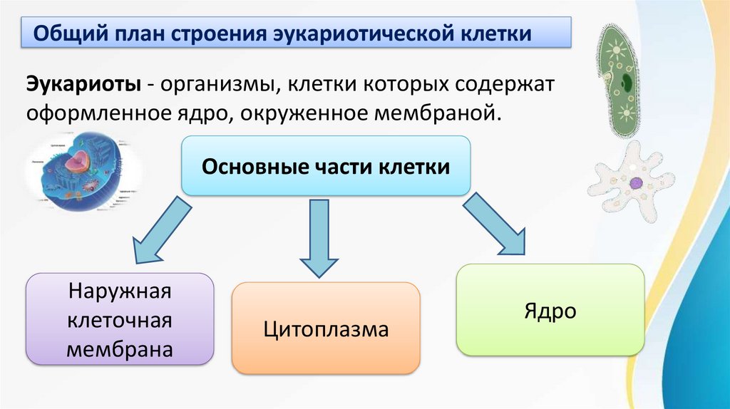 Общий план строения эукариотической клетки
