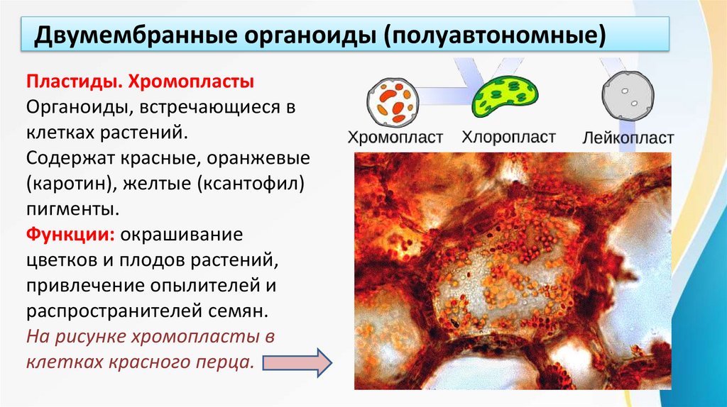 Двумембранные органоиды (полуавтономные)