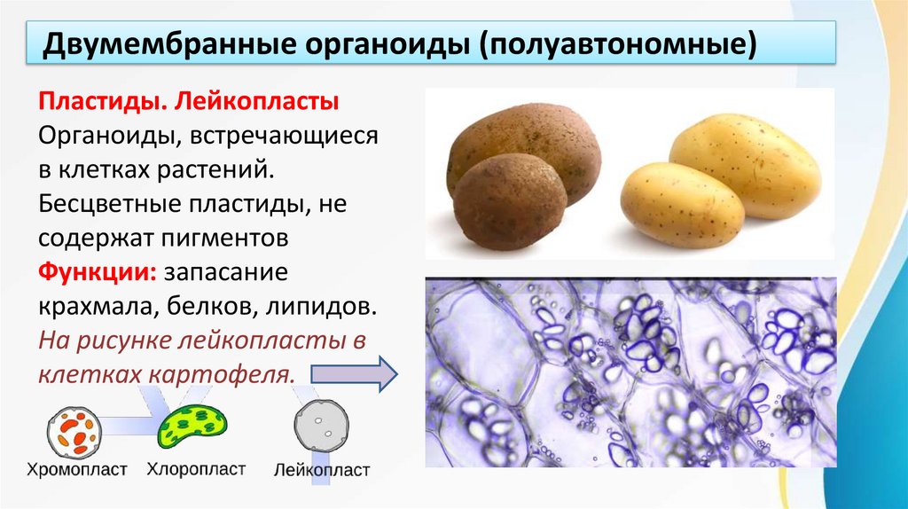 Двумембранные органоиды (полуавтономные)