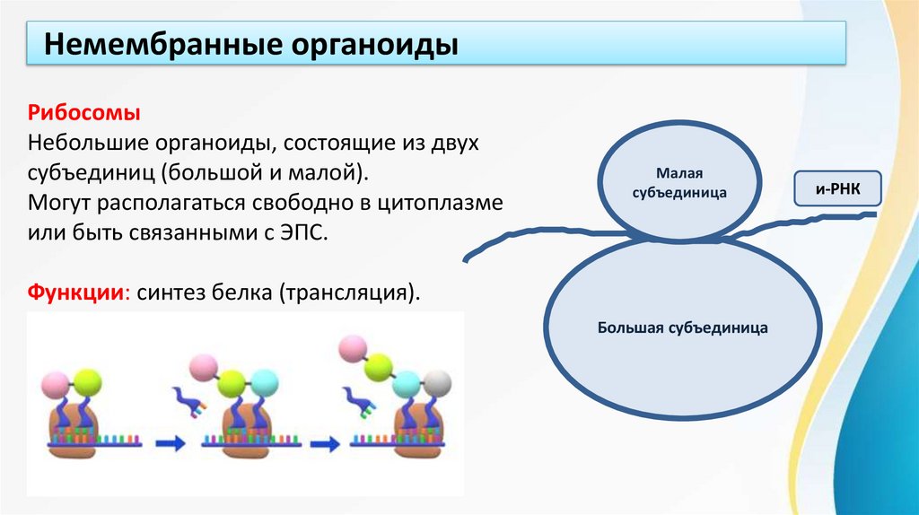Немембранные органоиды