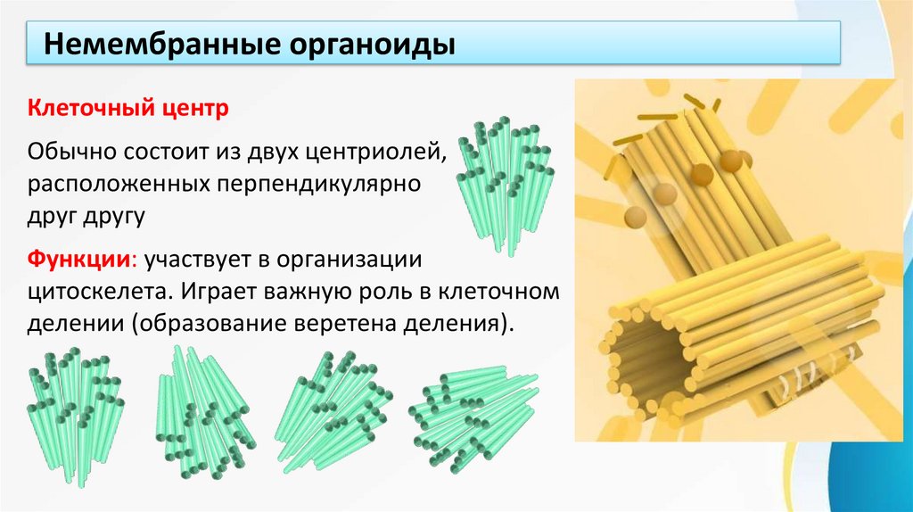 Немембранные органоиды