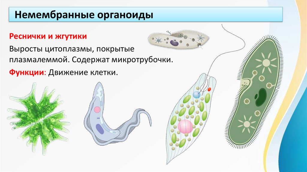 Немембранные органоиды