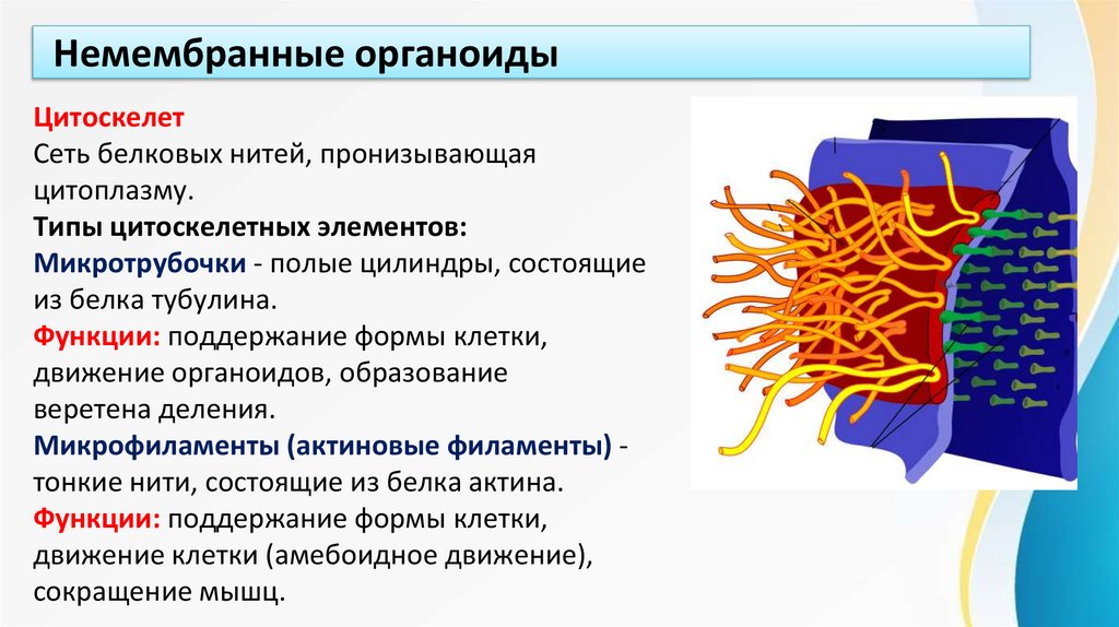 Немембранные органоиды