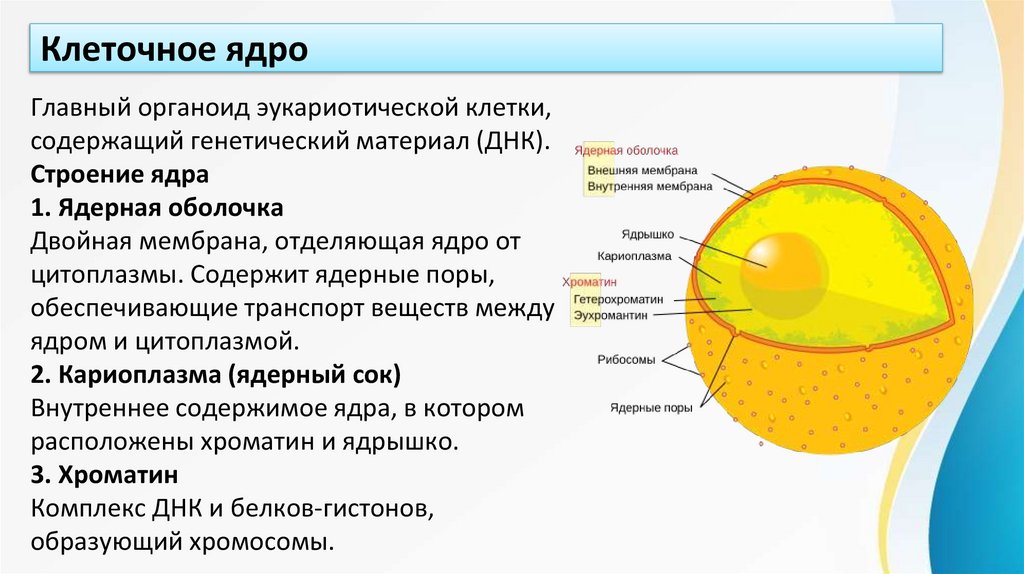 Клеточное ядро