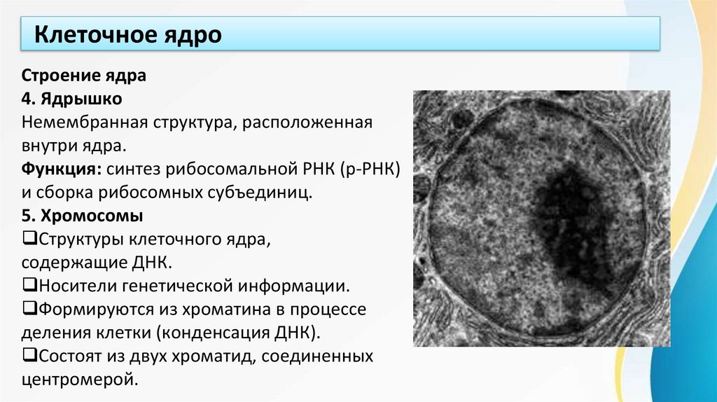 Клеточное ядро