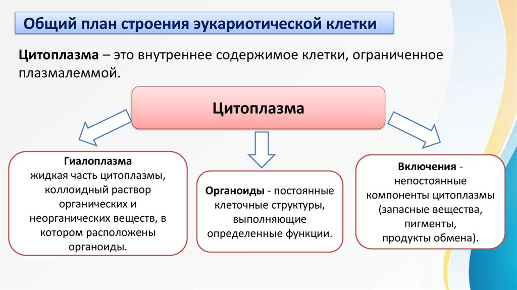 Общий план строения эукариотической клетки