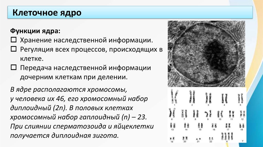 Клеточное ядро