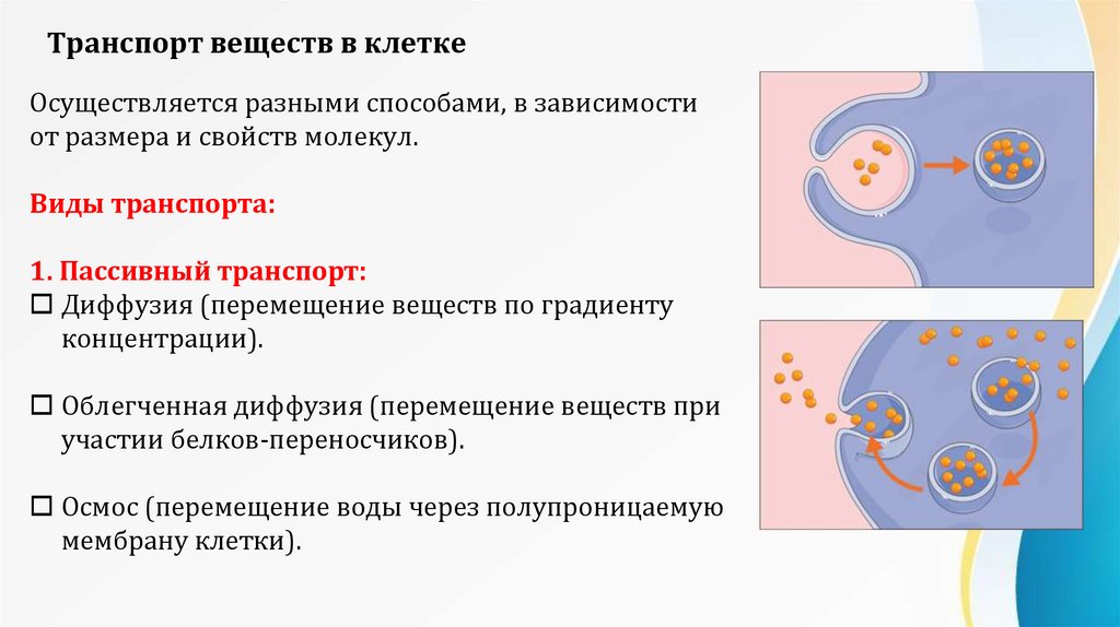 Транспорт веществ в клетке