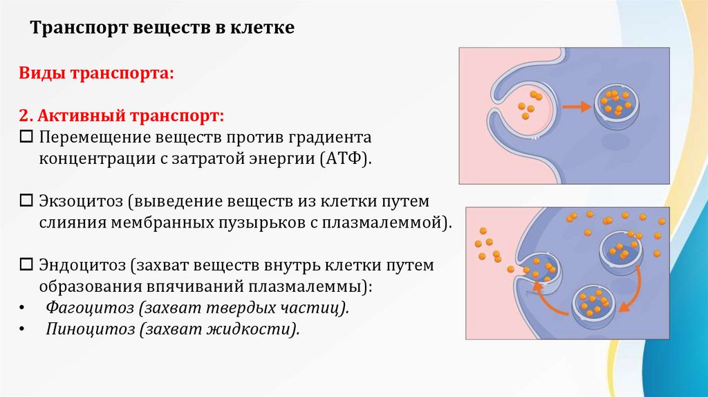 Транспорт веществ в клетке