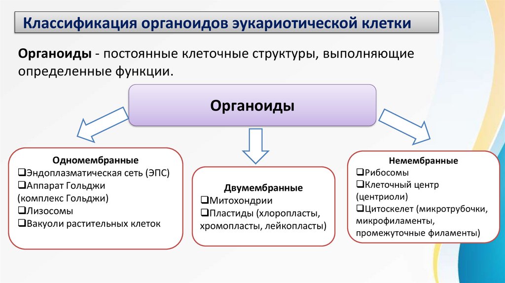 Классификация органоидов эукариотической клетки