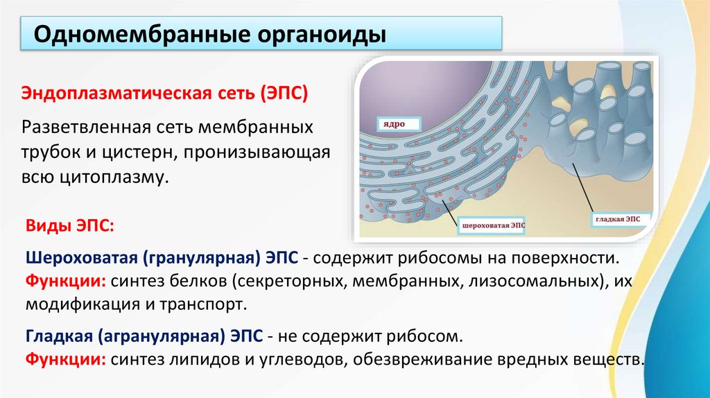 Одномембранные органоиды