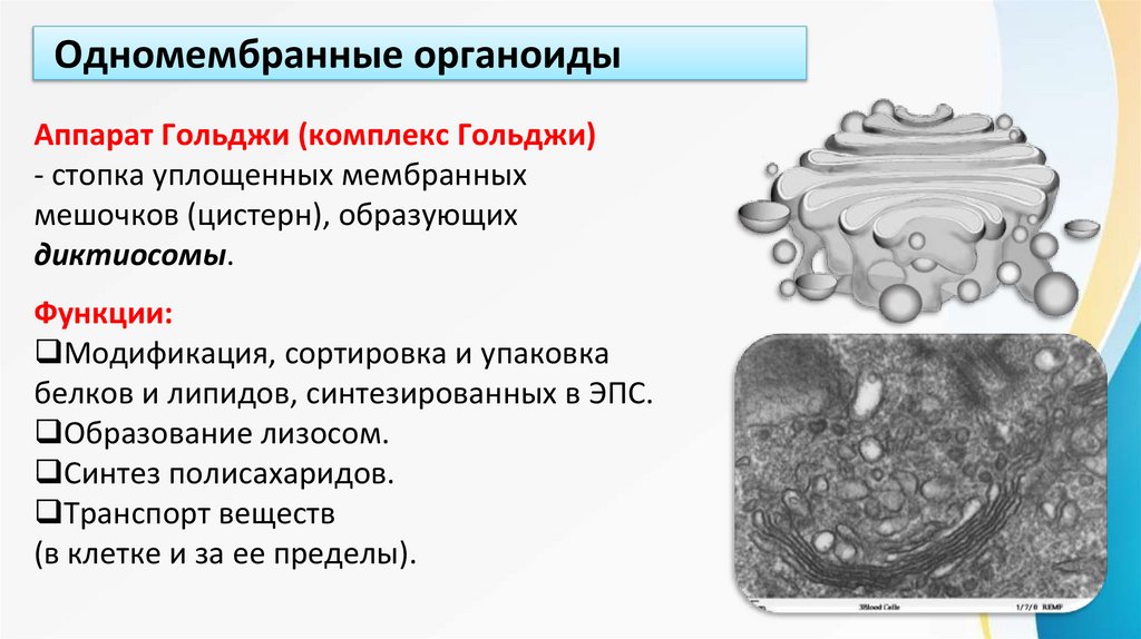 Одномембранные органоиды