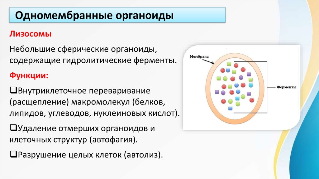 Одномембранные органоиды