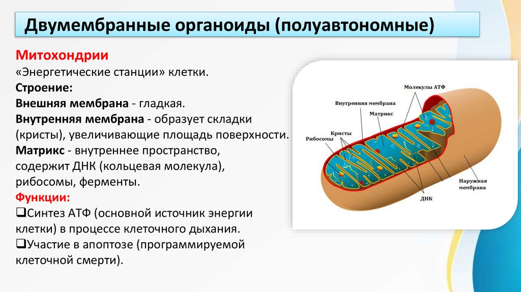 Двумембранные органоиды (полуавтономные)