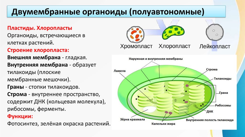 Двумембранные органоиды (полуавтономные)