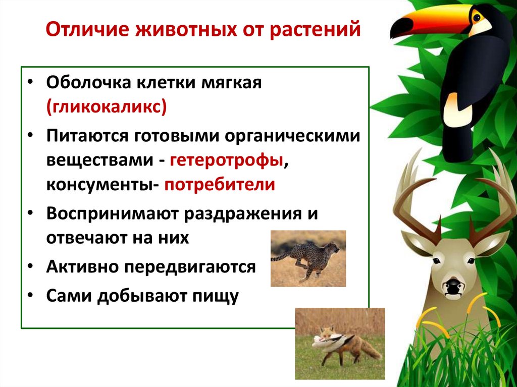 Отличие животных от растений