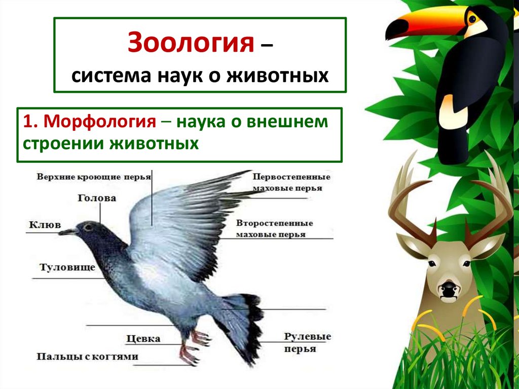Зоология – система наук о животных