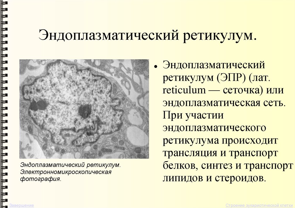 Эндоплазматический ретикулум.