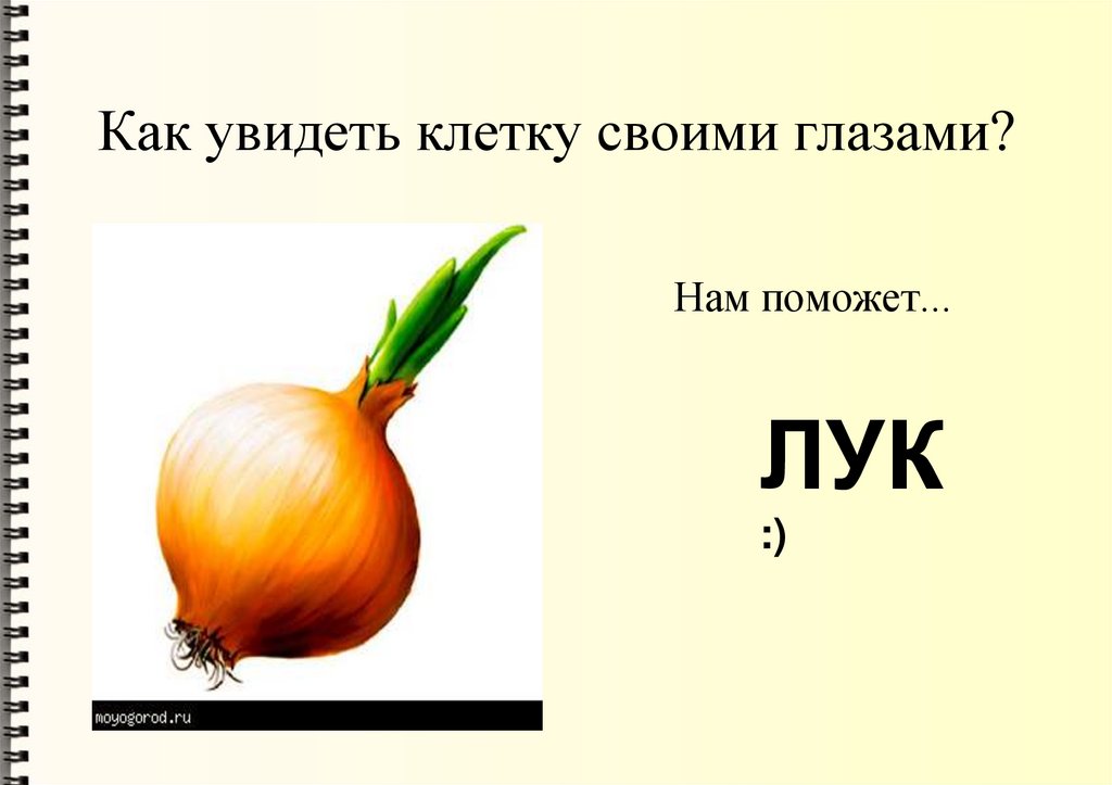 Как увидеть клетку своими глазами?