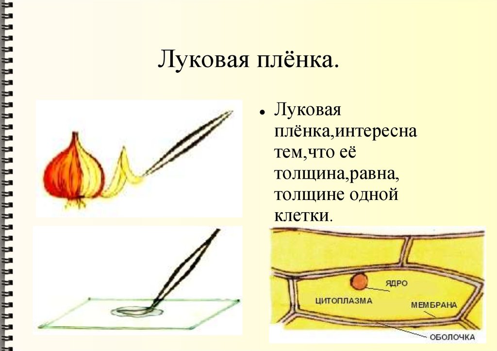 Луковая плёнка.