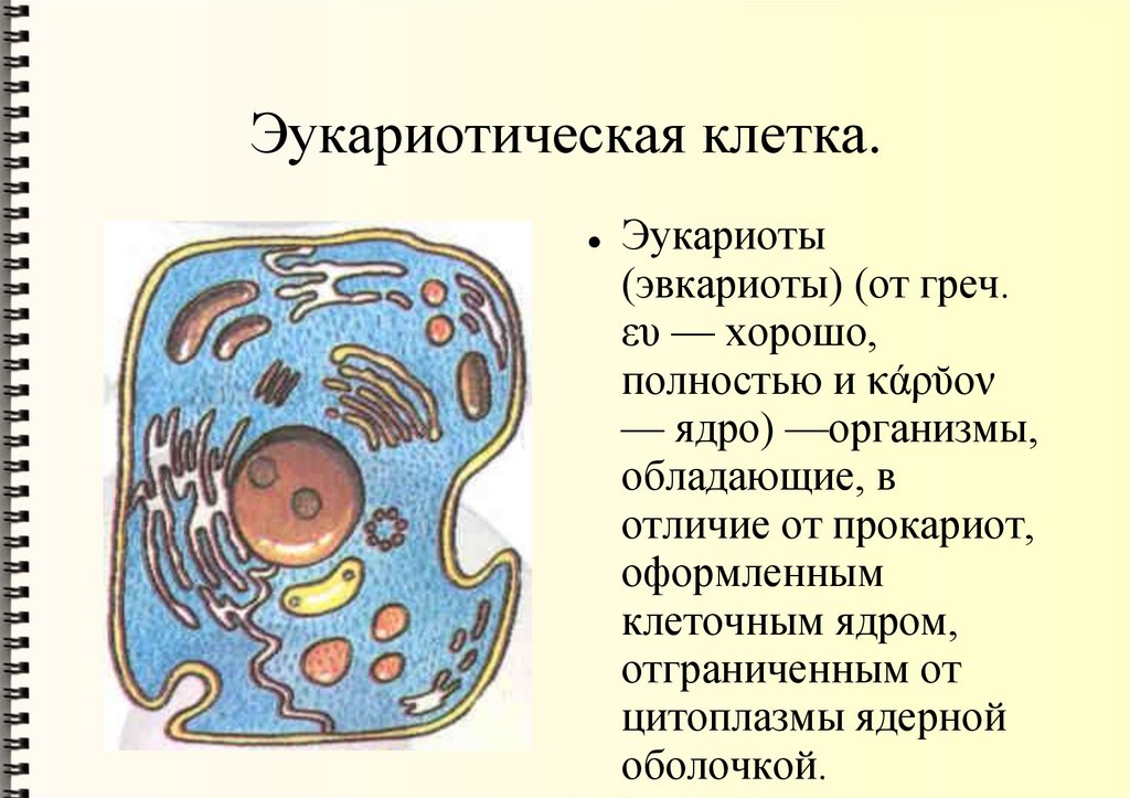 Эукариотическая клетка.