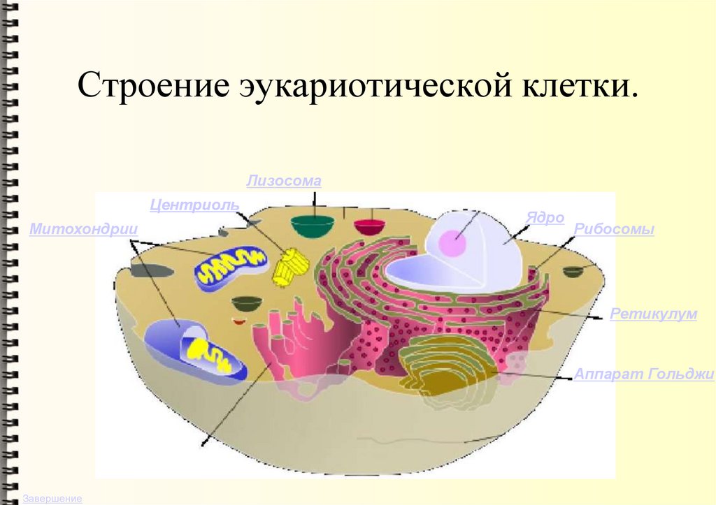 Строение эукариотической клетки.