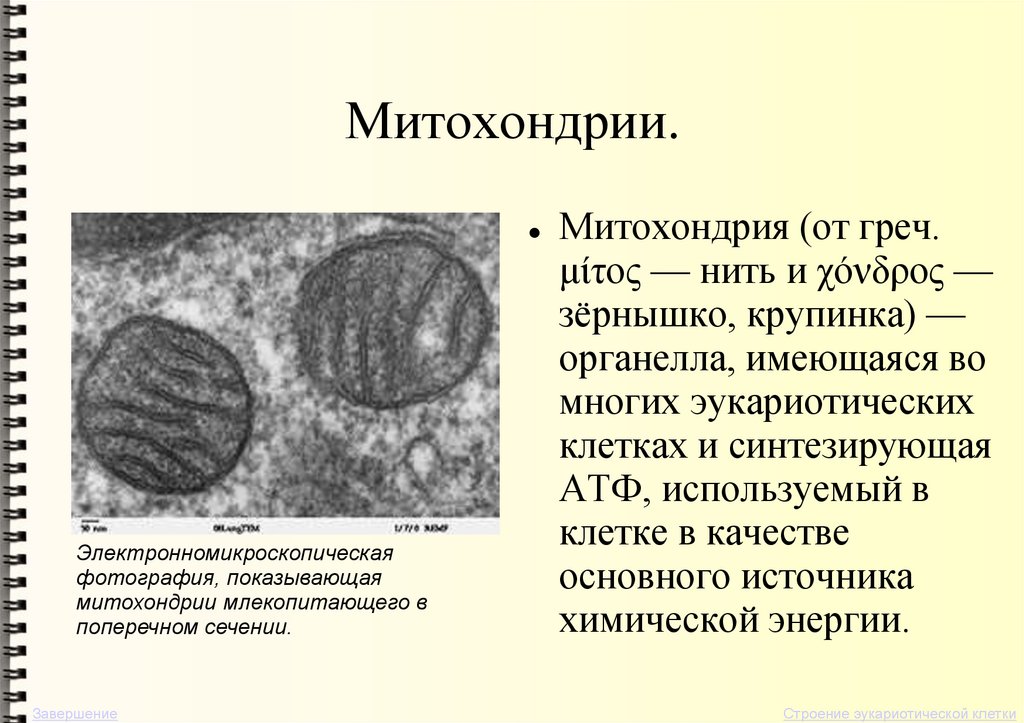 Митохондрии.