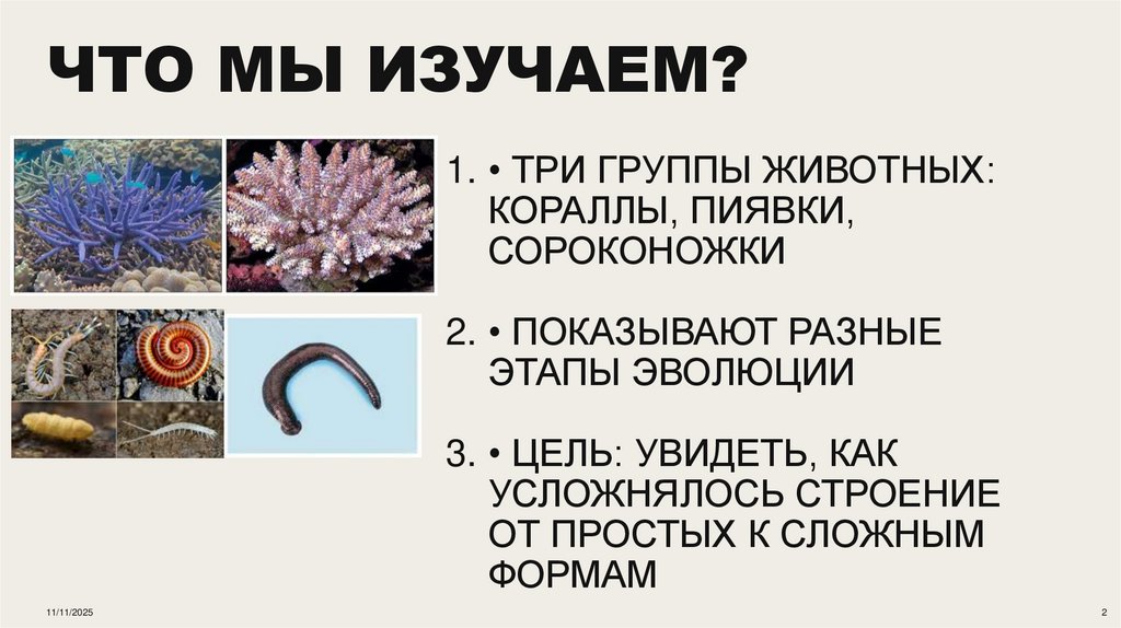 Что мы изучаем?