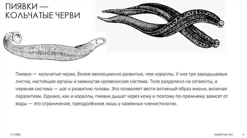 Пиявки — кольчатые черви