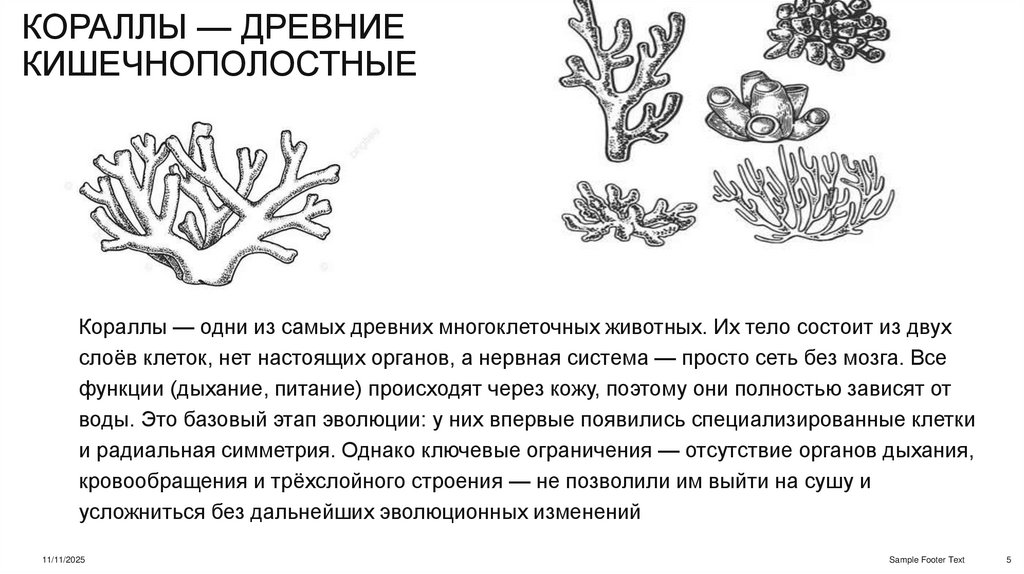 Кораллы — древние кишечнополостные