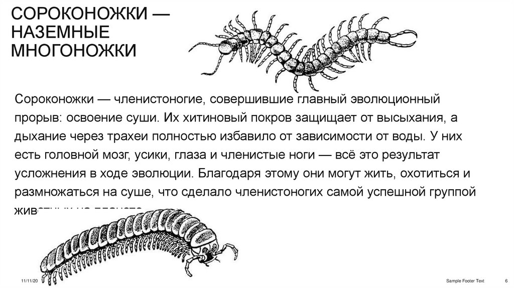 Сороконожки — наземные многоножки
