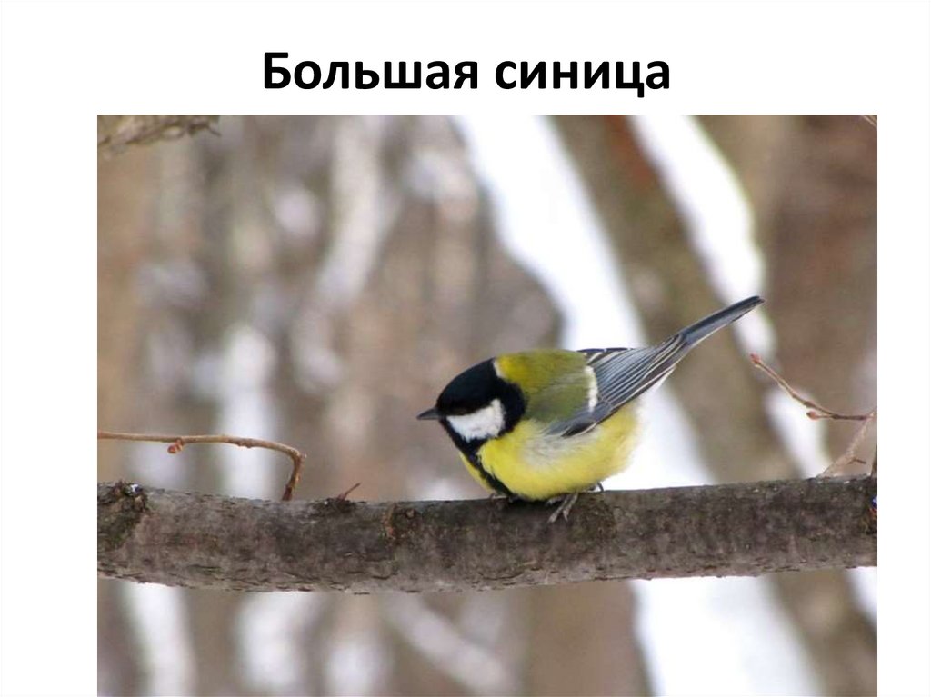 Большая синица