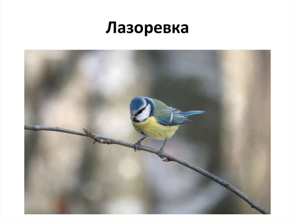 Лазоревка